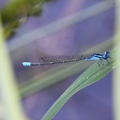 Enallagma divagans
