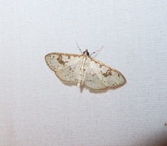 Palpita illibalis