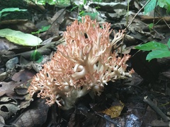 Ramaria subbotrytis