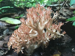 Ramaria subbotrytis