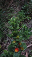 Echeveria bicolor