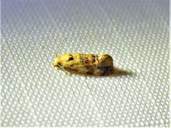 Cochylis bucera