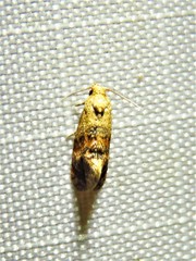 Cochylis bucera