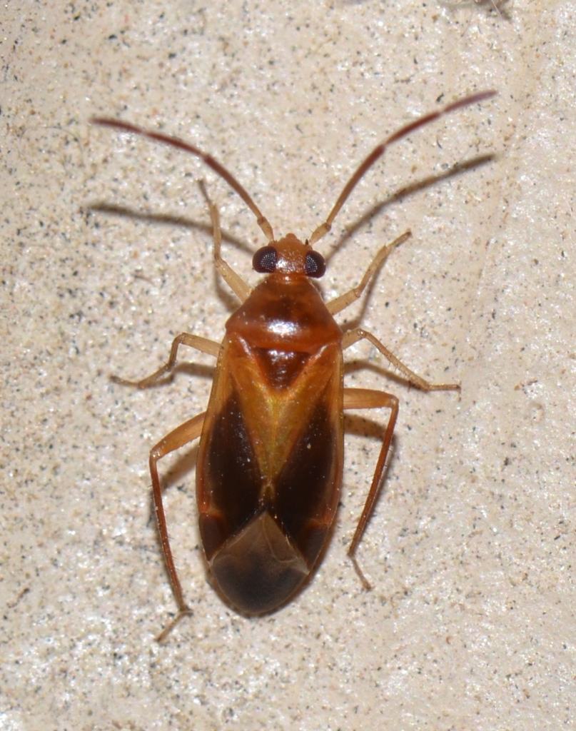 Orthotylinae