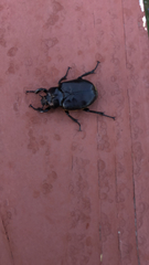 Osmoderma subplanata