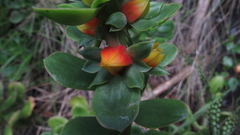 Echeveria bicolor