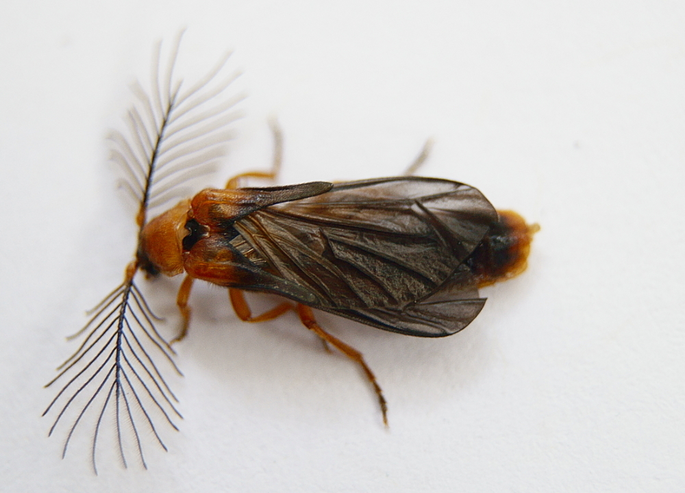 Plumose Glowworm Beetle