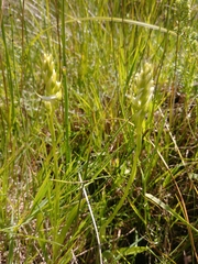 Spiranthes diluvialis