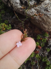 Limonium minutum