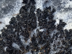 Lathagrium undulatum