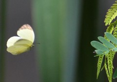 Abaeis albula celata