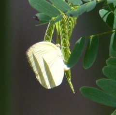 Abaeis albula celata