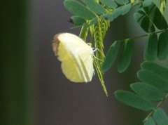 Abaeis albula celata