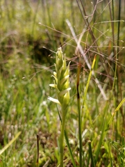 Spiranthes diluvialis