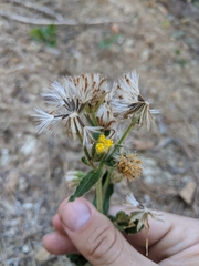 Arnica venosa