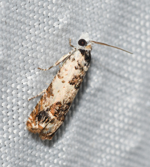 Eucosma ornatula