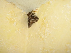 Pachetra sagittigera