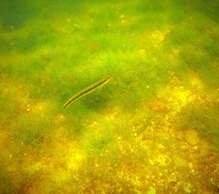 Percina aurantiaca