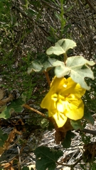 Fremontodendron mexicanum