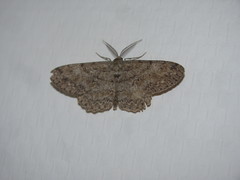 Hypomecis punctinalis