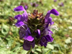 Prunella vulgaris