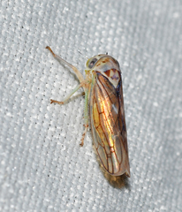 Populicerus