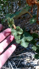 Fremontodendron mexicanum