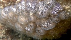 Pectinatella magnifica