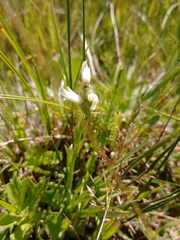 Spiranthes diluvialis