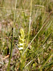 Spiranthes diluvialis