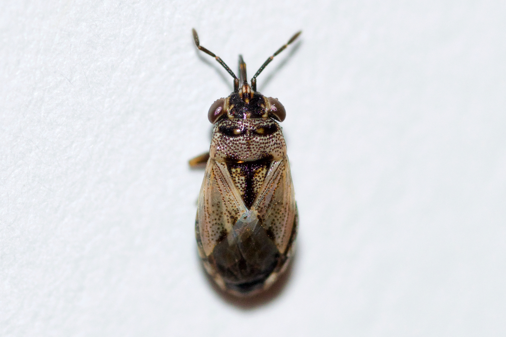 Large Big-eyed Bug