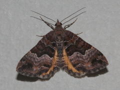 Chrysolarentia lucidulata