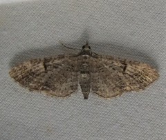 Eupithecia interruptofasciata