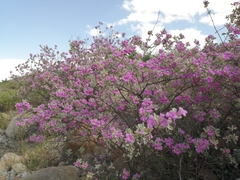 Leucophyllum frutescens
