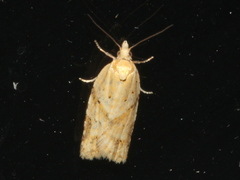 Clepsis therina