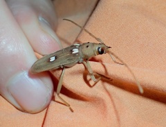 Eburia quadrigeminata