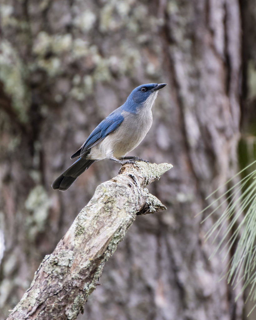 Transvolcanic Jay photo