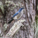 Transvolcanic Jay - Photo (c) fcornero, some rights reserved (CC BY-NC), uploaded by fcornero
