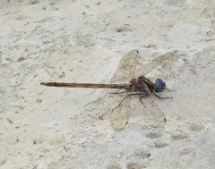 Macrothemis inacuta