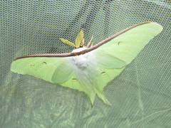 Actias