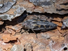 Buprestis laeviventris
