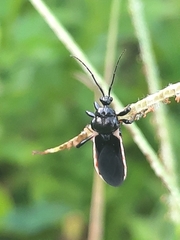 Ectrychotes andreae