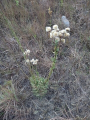 Lessingianthus durus