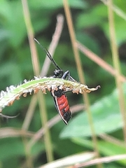 Ectrychotes andreae