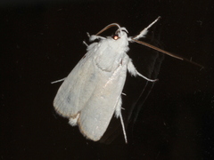 Cryptophasa gypsomera