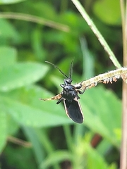 Ectrychotes andreae
