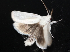 Cryptophasa gypsomera