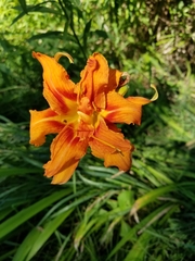 Hemerocallis fulva kwanso