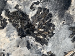 Lathagrium undulatum