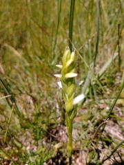 Spiranthes diluvialis